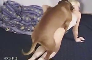 Buổi chụp ảnh sex của chó